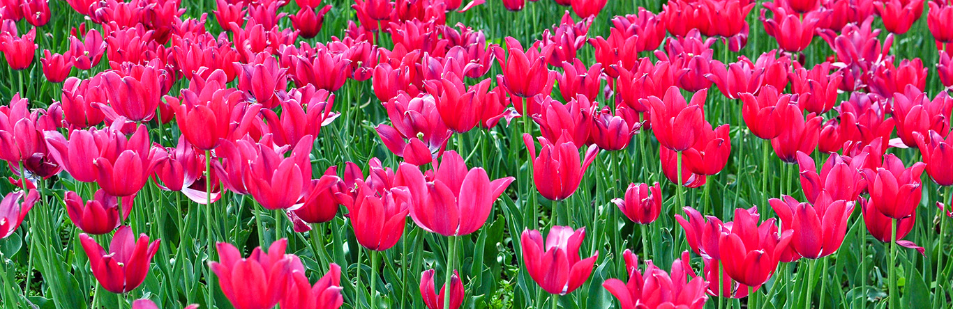 Tulips Warsaw Poland Easter Europe