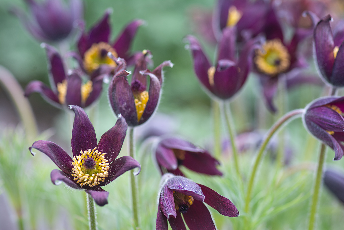 quitandtravel preeti.photography travel photography Pasque flower buttercup Pulsatilla vulgaris pasqueflower flora flowers Iceland