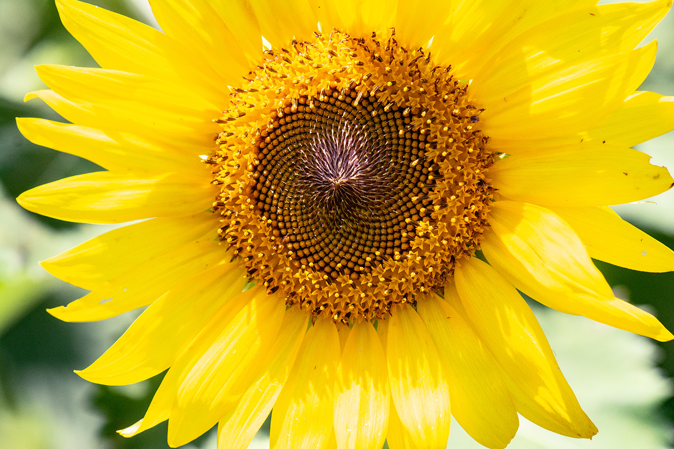 quitandtravel preeti.photography travel photography sunflower flower macro dorothea dix park raleigh nc north carolina