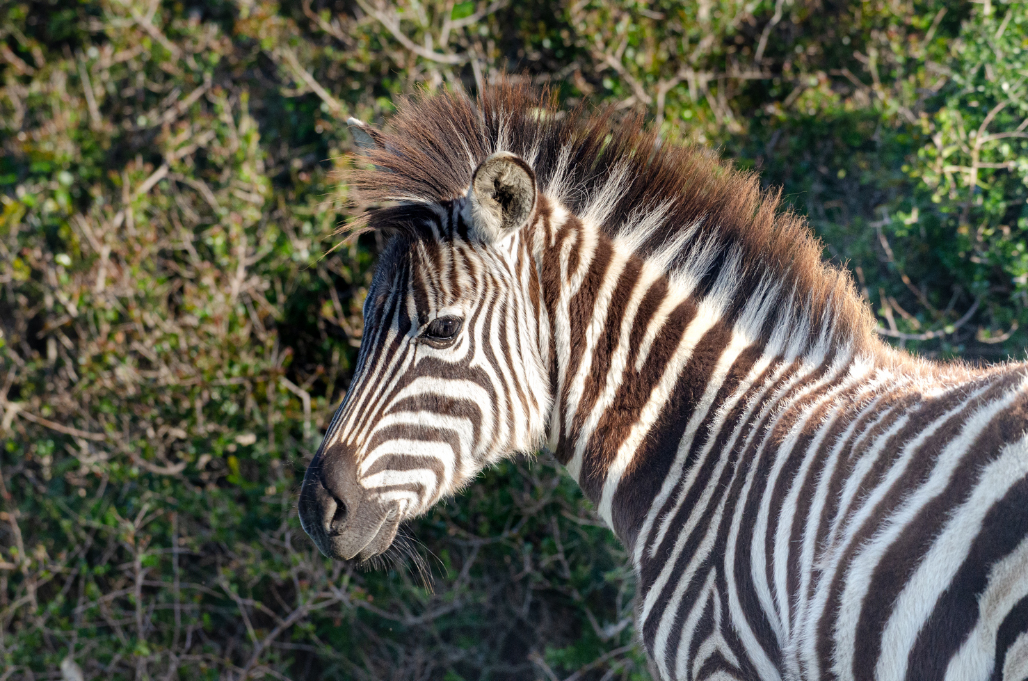 quitandtravel preeti.photography travel photography Zebra equus equidae wildlife Kragga Kamma Game Park South Africa