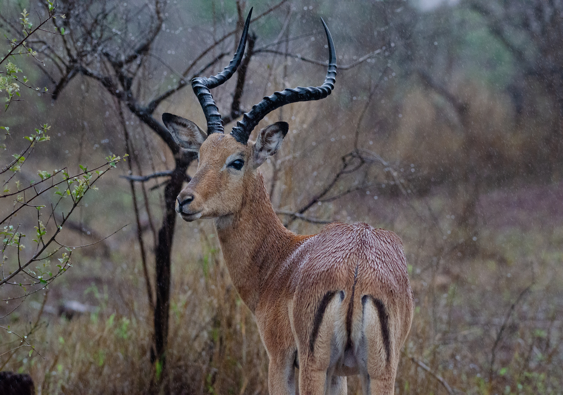 quitandtravel preeti.photography travel photography wildlife Impala Aepyceros melampus Kruger National Park South Africa