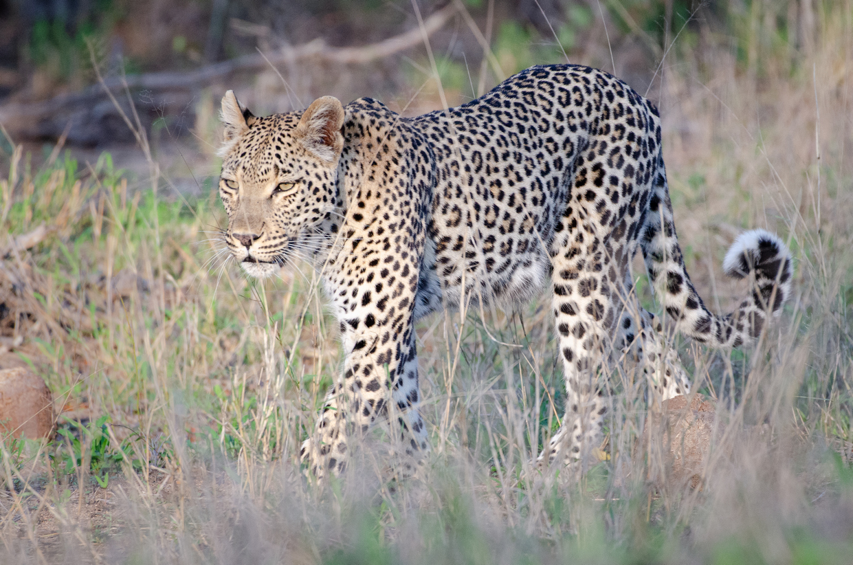 Leopard stalking its prey, Sabi Sands Game Reserve