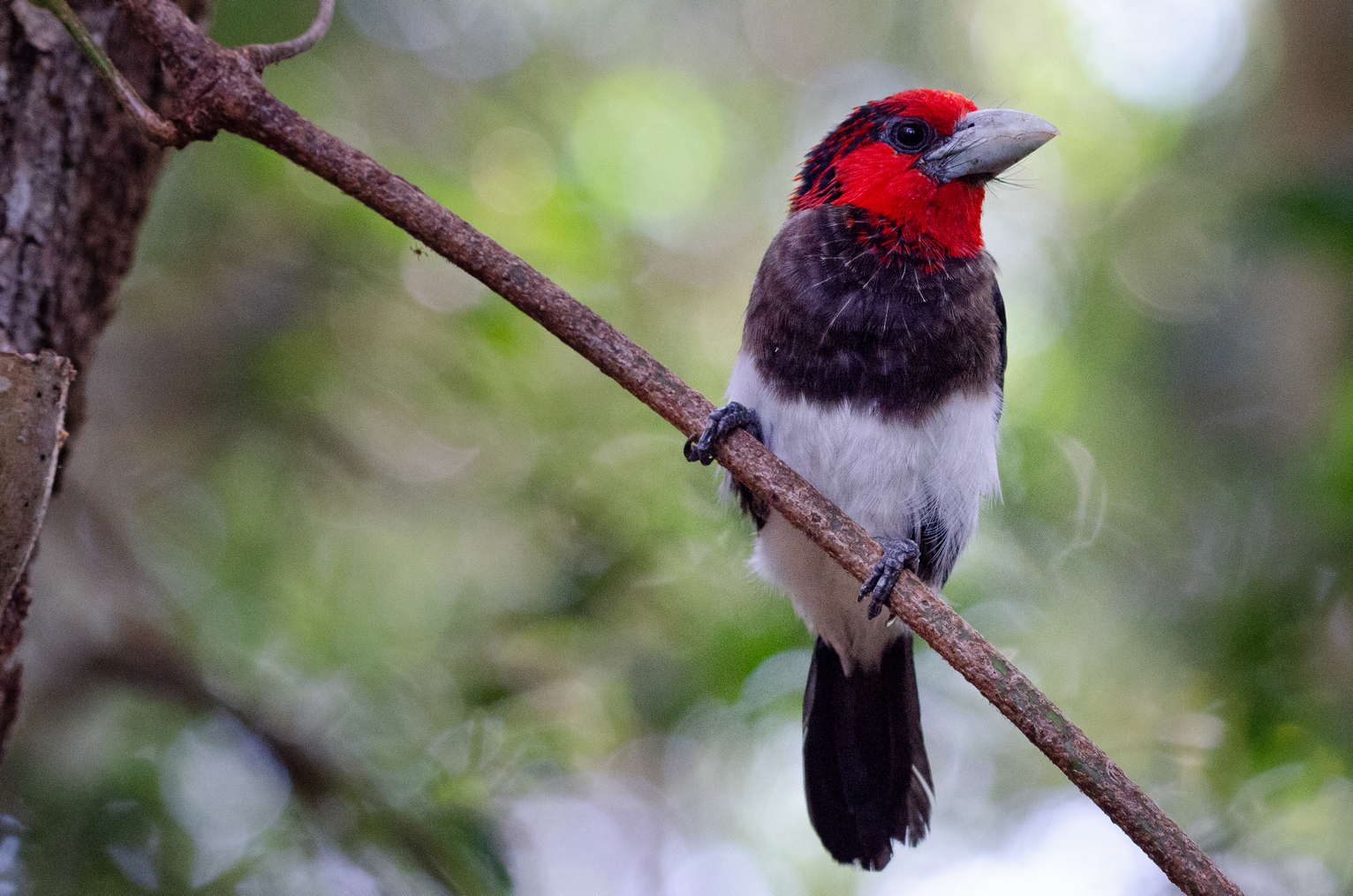 brown-breasted-barbet-birds-of-eden-south-africa