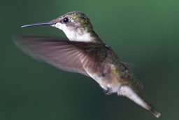 quitandtravel preeti.photography travel photography hummingbird nikon dslr telephoto Raleigh macro Durham North Carolina