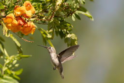 quitandtravel preeti.photography travel photography birding las vegas nevada hummingbird archilochus alexandri