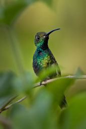 quitandtravel preeti.photography travel photography birding cozumel mexico green-breasted green breasted mango hummingbird Anthracothorax prevostii