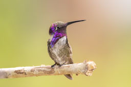 quitandtravel preeti.photography travel photography birding las vegas nevada costas hummingbird calypte costae