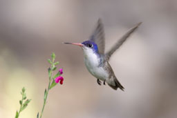 quitandtravel preeti.photography travel photography birding madera canyon arizona violet crowned violet-crowned hummingbird ramosomyia violiceps