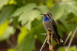 quitandtravel preeti.photography travel photography birding mt lemmon arizona blue-throated mountain-gem blue throated mountain gem hummingbird lampornis clemenciae