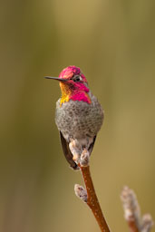 quitandtravel preeti.photography travel photography birding las vegas nevada annas hummingbird calypte anna