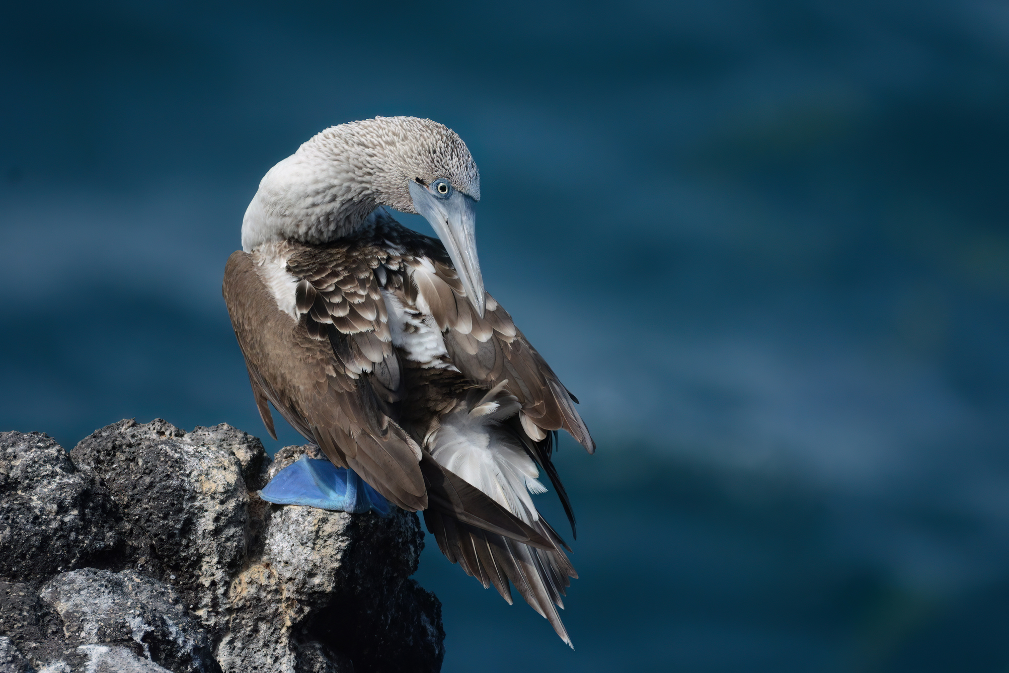 quitandtravel preeti.photography travel photography isla isabela birding blue footed booby sula nebouxii