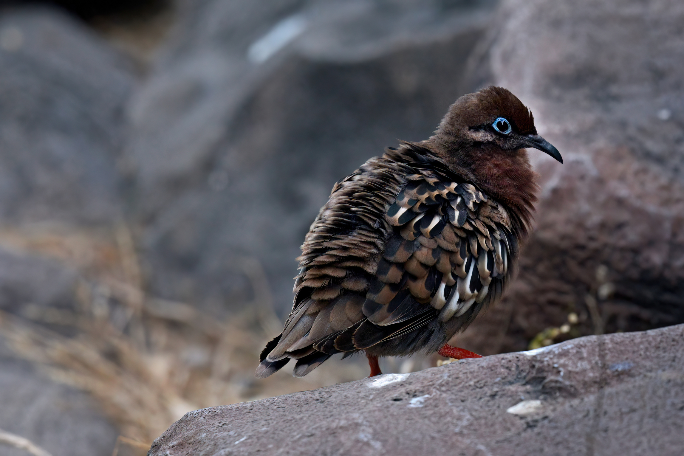 quitandtravel preeti.photography travel photography isla santa fe birding galapagos dove zenaida galapagoensis