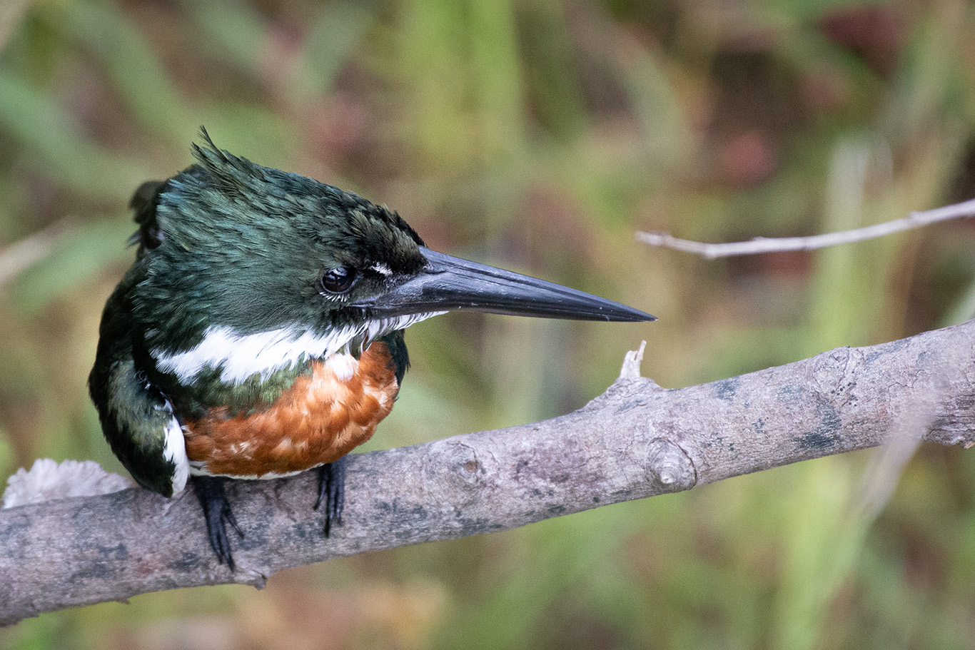 quitandtravel preeti.photography travel photography Amazon kingfisher Chloroceryle amazona pantanal brazil birding birdwatching Pantanal Brazil