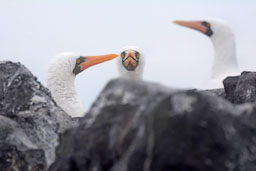 quitandtravel preeti.photography travel photography isla santa fe birding nazca booby sula granti