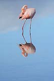 quitandtravel preeti.photography travel photography floreana galapagos flamingo birds flamingos wildlife phoenicopterus ruber reflections Floreana Galapagos Ecuador