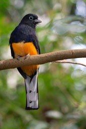 quitandtravel preeti.photography travel photography White-tailed trogon National Aviary Pittsburg Pennsylvania Trogon chionurus passerine birds Ecuador Andes birding wildlife