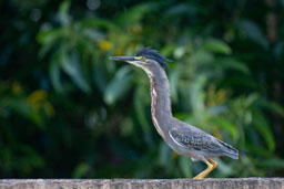 quitandtravel preeti.photography travel photography Grey Heron Ardea Cinerea birding birdwatching Georgetown Guyana