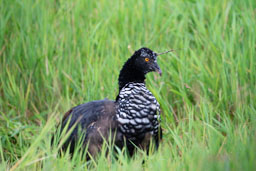 quitandtravel preeti.photography travel photography canal do jari Horned Screamer Anhima cornuta Anhimidae Amazon brazil birding birdwatching Para Jari Channel Brazil