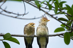 quitandtravel preeti.photography travel photography Guira Cuckoo Guira guira amazona pantanal brazil birding birdwatching Campo Grande Brazil