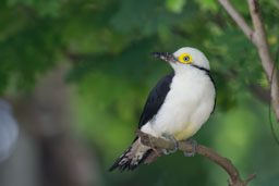 quitandtravel preeti.photography travel photography Corumba Fazenda Sao Joao Pantanal birding white woodpecker melanerpes candidus