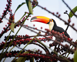 quitandtravel preeti.photography travel photography Toco Toucan Ramphastos toco amazona pantanal brazil birding birdwatching Campo Grande Brazil