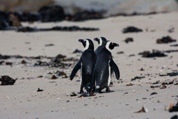 quitandtravel preeti.photography travel photography African Penguin Spheniscus demersus Cape South Africa Boulders Beach wildlife