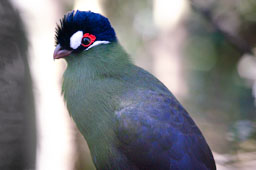 quitandtravel preeti.photography travel photography Hartlaub's Turaco Lourie Tauraco Hartlaubi Birds of Eden African musophagidae birds South Africa birding wildlife