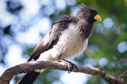 quitandtravel preeti.photography travel photography Western Grey Plantain Eater Turaco Tauraco Crinifer piscator Birds of Eden African musophagidae birds South Africa birding wildlife