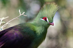 quitandtravel preeti.photography travel photography Green Guinea Turaco Lourie Tauraco Persa Birds of Eden African musophagidae birds South Africa birding wildlife