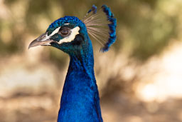 quitandtravel preeti.photography travel photography Peacock Phasianidae peafowl Floyd Lamb Park Las Vegas Nevada birds birding wildlife