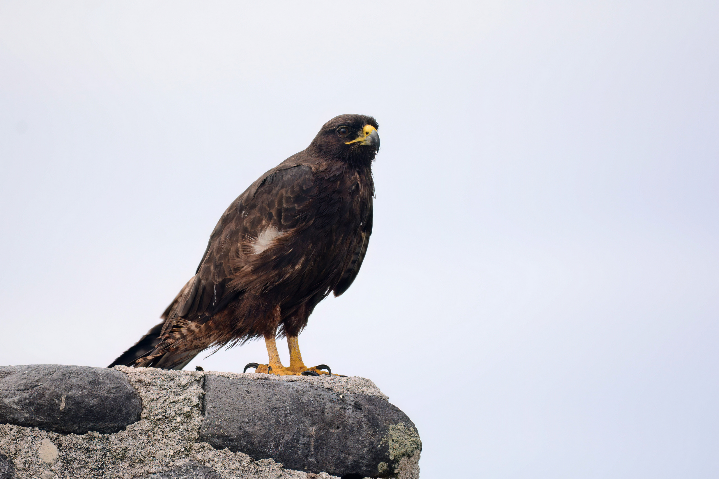 quitandtravel preeti.photography travel photography isla espanola hood birding galapagos hawk buteo galapagoensis