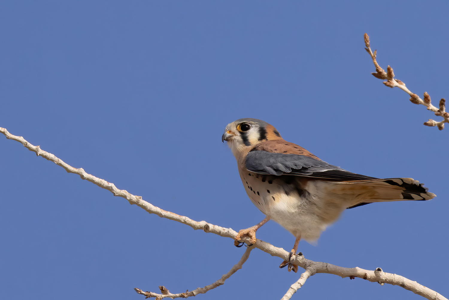 quitandtravel preeti.photography travel photography American Kestrel Falco sparverius birding birdwatching Nevada Las Vegas