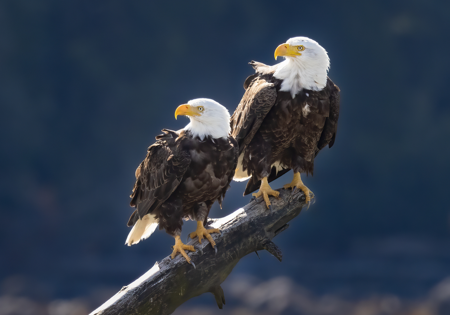 quitandtravel preeti.photography travel photography Bald Eagle Haliaeetus leucocephalus birding birdwatching Vancouver Island British Columbia