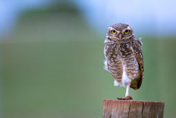 quitandtravel preeti.photography travel photography Burrowing owl Athene cunicularia amazona pantanal brazil birding birdwatching Campo Grande Brazil