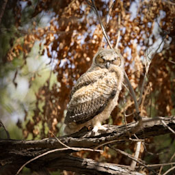 quitandtravel preeti.photography travel photography Great Horned Owlet Bubo virginianus birding birdwatching Wetlands Park Nevada Las Vegas