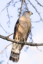 quitandtravel preeti.photography travel photography Coopers Hawk Accipiter cooperii birding birdwatching Corn Creek Nevada Las Vegas