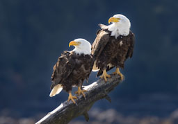 quitandtravel preeti.photography travel photography Bald Eagle Haliaeetus leucocephalus birding birdwatching Vancouver Island British Columbia