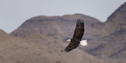 quitandtravel preeti.photography travel photography lincoln county nevada birding eagles bald eagle haliaeetus leucocephalus