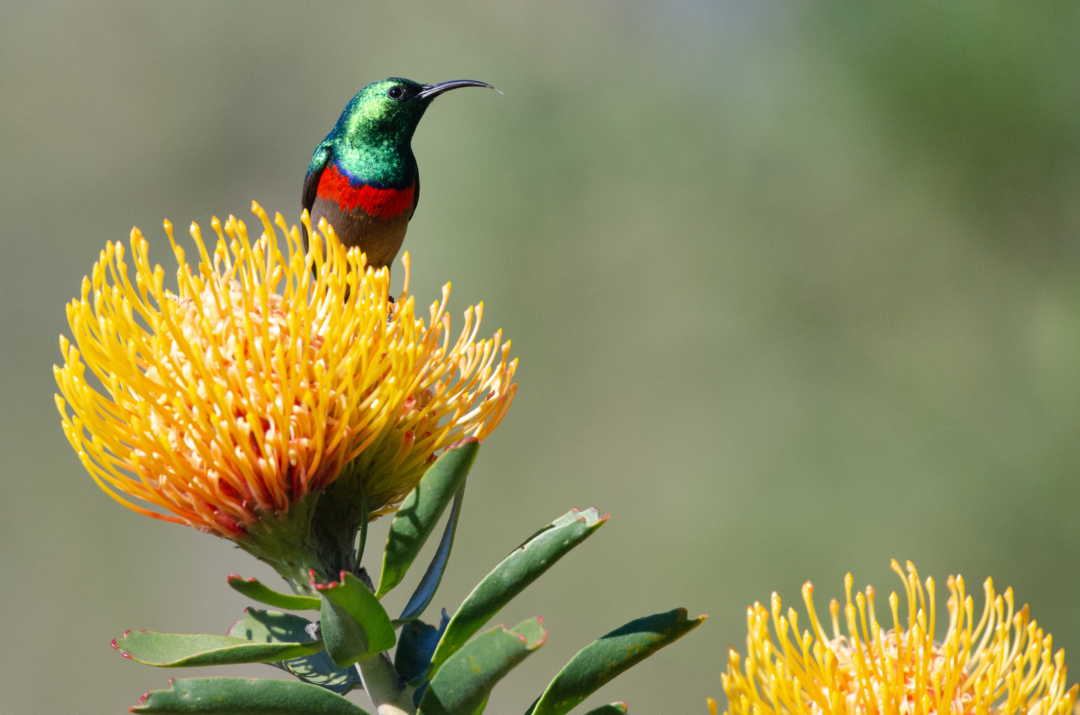 quitandtravel preeti.photography travel photography Southern double-collared sunbird birding birders wildlife Cinnyris chalybeus Sub-Saharan Leucospermum fynbos Garden Route Botanical Gardens George South Africa