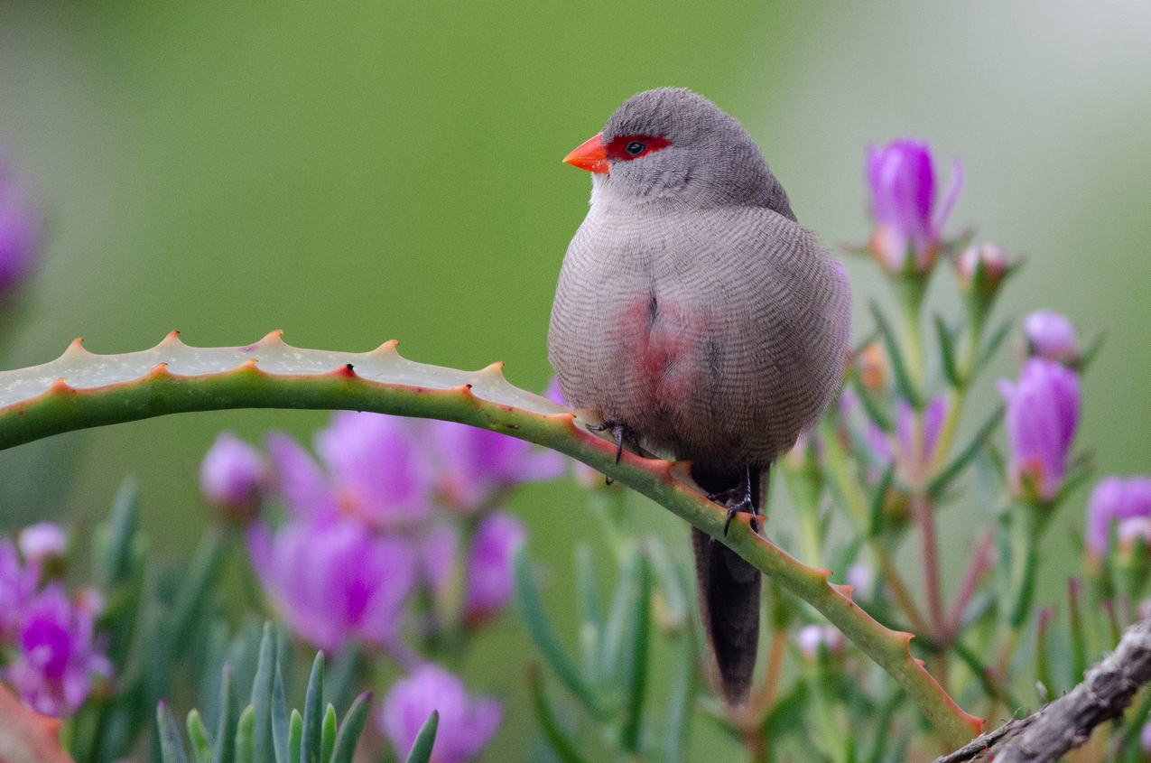 quitandtravel preeti.photography travel photography common waxbill passerine birding birders wildlife Estrilda astrild aloe Kirstenbosch National Botanical Garden Cape Town South Africa