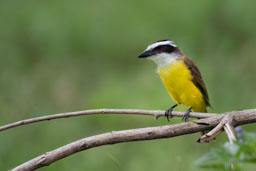 quitandtravel preeti.photography travel photography Corumba Fazenda Sao Joao Pantanal birding lesser kiskadee philohydor lictor