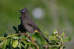 quitandtravel preeti.photography travel photography Cape bulbul Pycnonotus capensis birding birders wildlife Hermanus fynbos South Africa