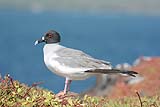 quitandtravel preeti.photography travel photography isla santa fe birding gulls swallow tailed gull Creagrus furcatus