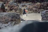 quitandtravel preeti.photography travel photography isla santa fe birding american oystercatcher haematopus palliatus