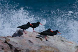 quitandtravel preeti.photography travel photography African black oystercatchers Haematopus moquini birding birders wildlife Robberg Nature Reserve South Africa