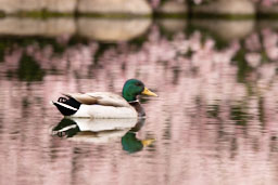 quitandtravel preeti.photography travel photography Mallard Anas platyrhynchos Las Vegas Nevada birds birding wildlife