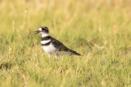 quitandtravel preeti.photography travel photography Killdeer Charadrius vociferus birding birders wildlife Summer Lake OR