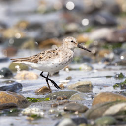 quitandtravel preeti.photography travel photography Western Sandpiper Calidris mauri birding birders wildlife Discovery Park Seattle