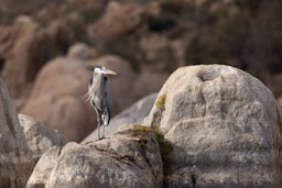 quitandtravel preeti.photography travel photography kayaking watson lake prescott az birding great blue heron ardea herodias