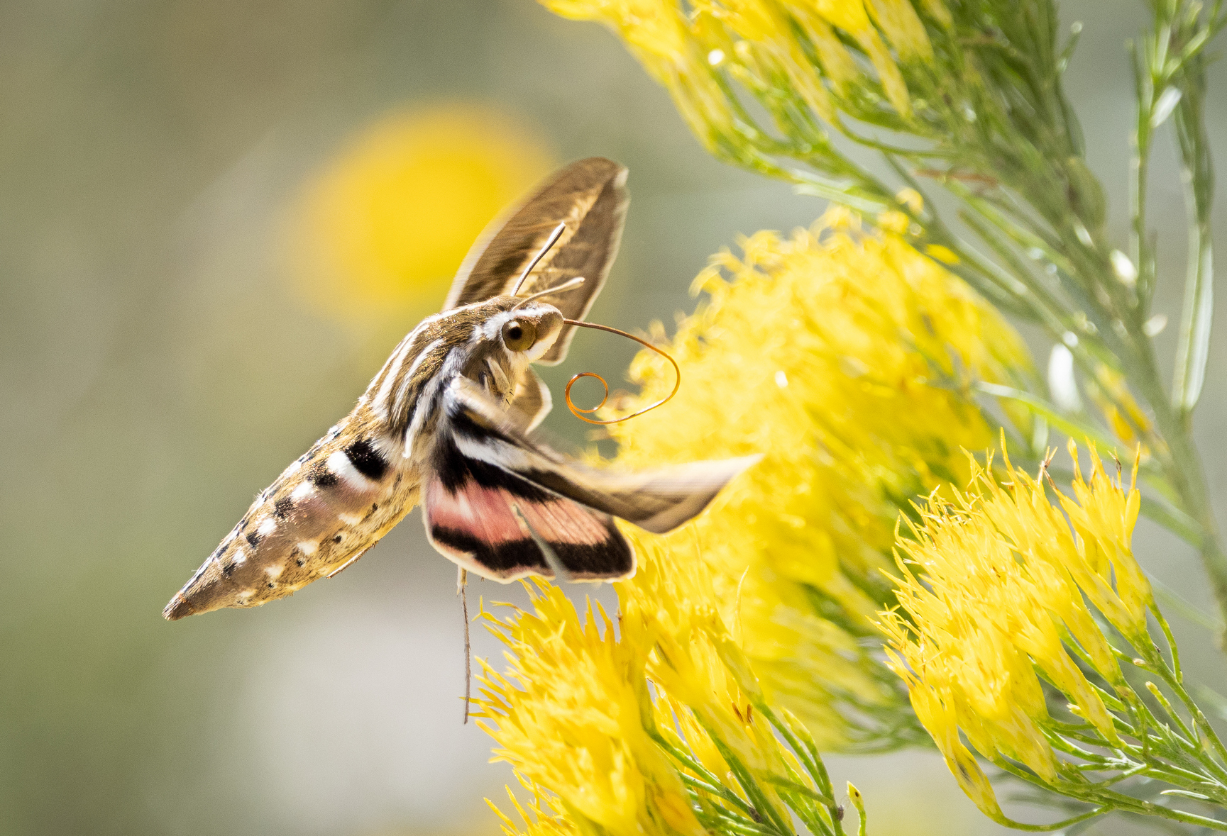 quitandtravel preeti.photography travel photography mount charleston nevada white lined sphinx hummingbird moth hyles lineata